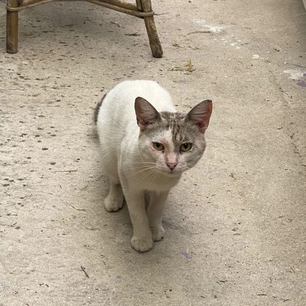 Aisse Nos chats, chat recueilli par Les ti'chats