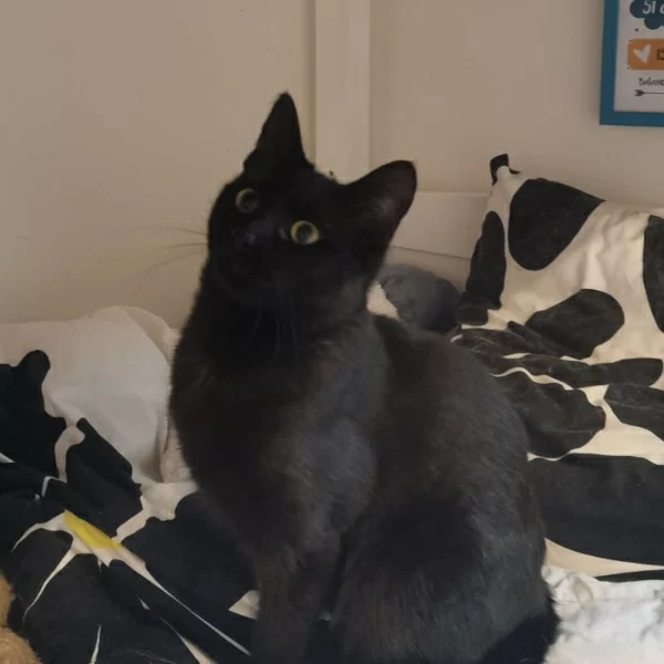 Arad, chat adopté via Les ti'chats