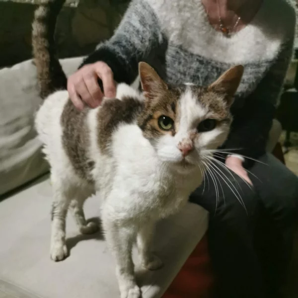 Arthur Nos chats, chat recueilli par Les ti'chats