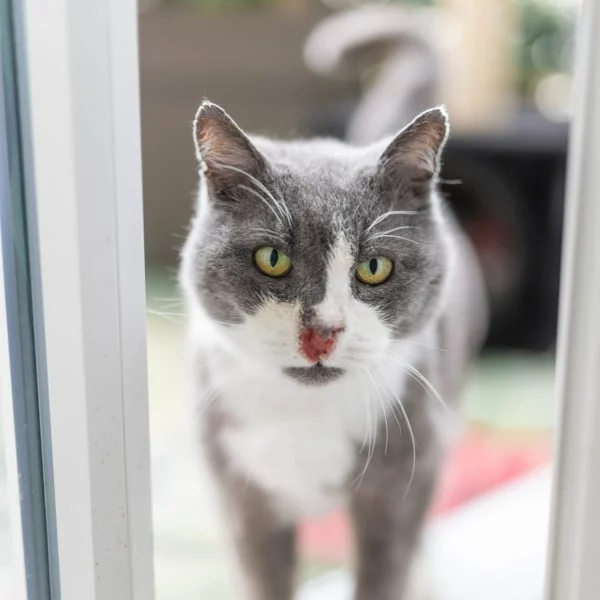 Ashes Nos chats, chat recueilli par Les ti'chats