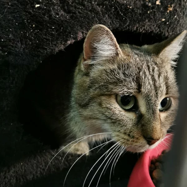 Astoria, chat libre stérilisé par Les ti'chats
