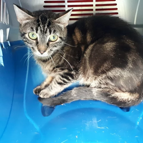 Audimée, chat libre stérilisé par Les ti'chats