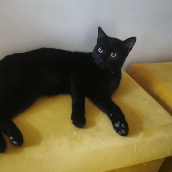 Balti, chat adopté via Les ti'chats