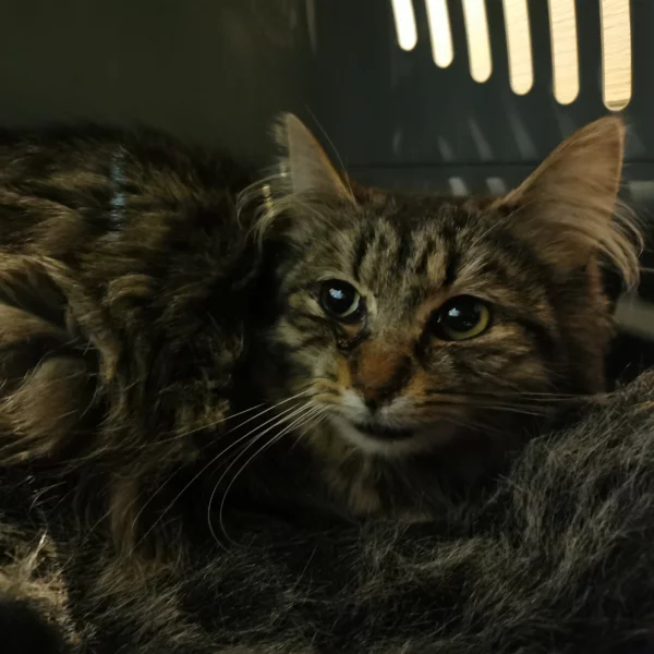 Bellamy, chat libre stérilisé par Les ti'chats
