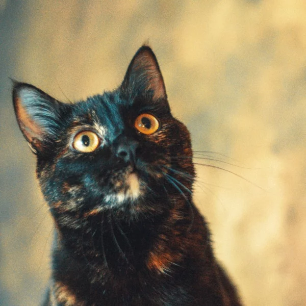 Boa, chat adopté en 2023 grâce aux ti'chats