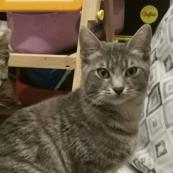 Brasov, chat adopté via Les ti'chats