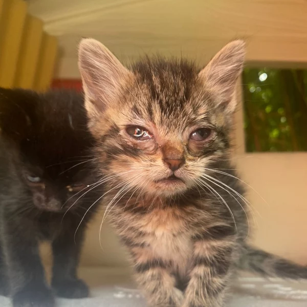 Nos chats, chat recueilli par Les ti'chats