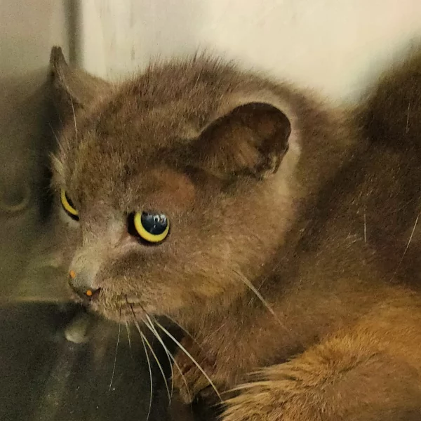 Cat'maï, chat libre stérilisé par Les ti'chats