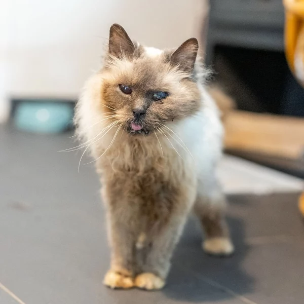 Charly Nos chats, chat recueilli par Les ti'chats