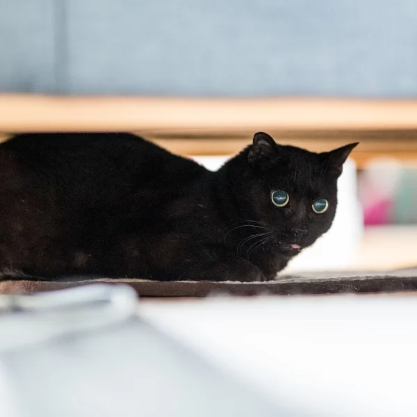 Chester Nos chats, chat recueilli par Les ti'chats