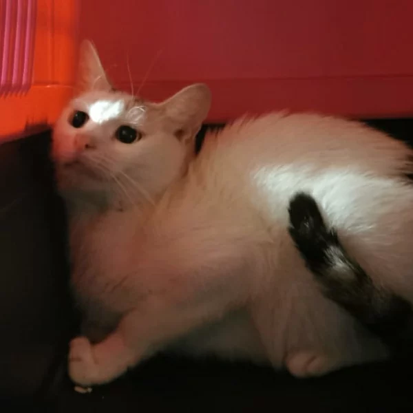 Evaqueen, chat libre stérilisé par Les ti'chats