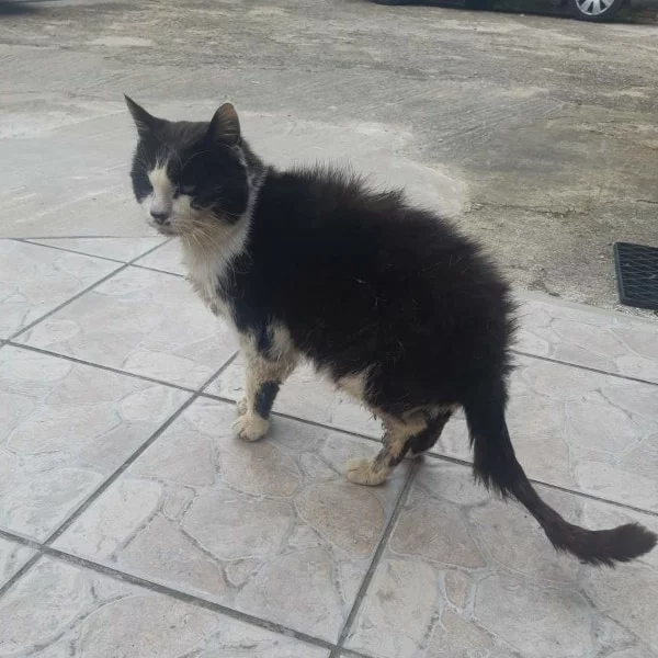 Félix, chat libre stérilisé par Les ti'chats