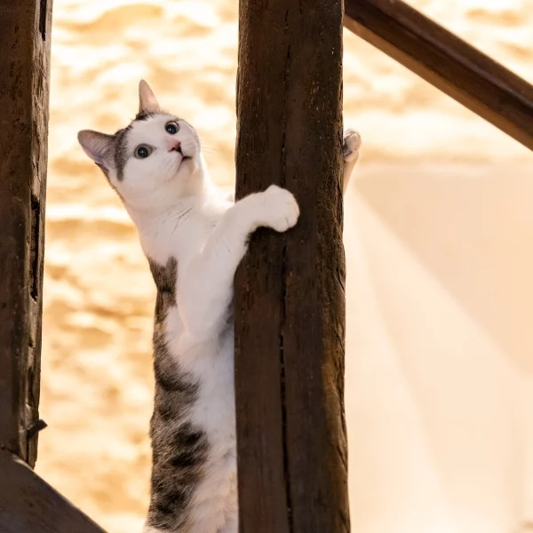 Fudge, chat adopté via Les ti'chats