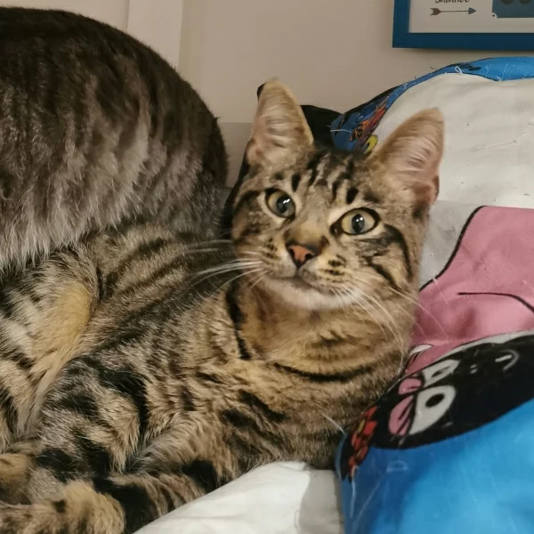 Galati, chat adopté via Les ti'chats