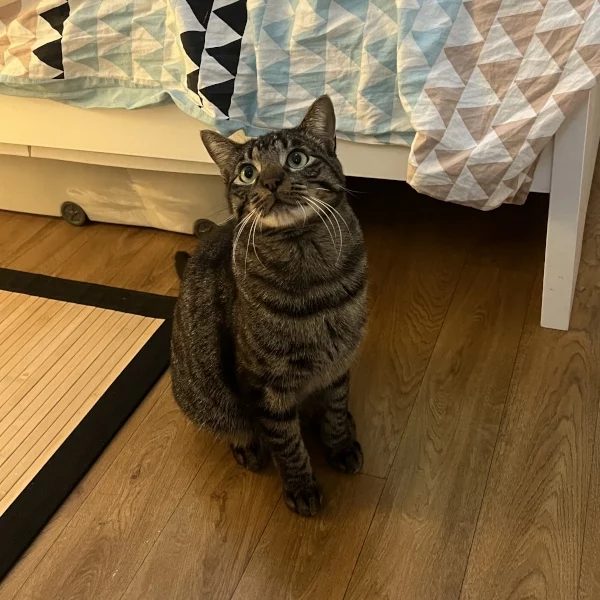 Hermes, chat adopté via Les ti'chats