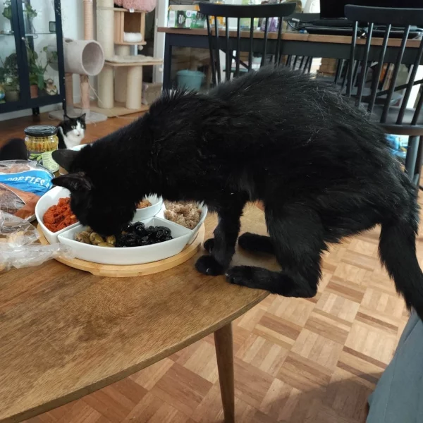 Nos chats, chat recueilli par Les ti'chats