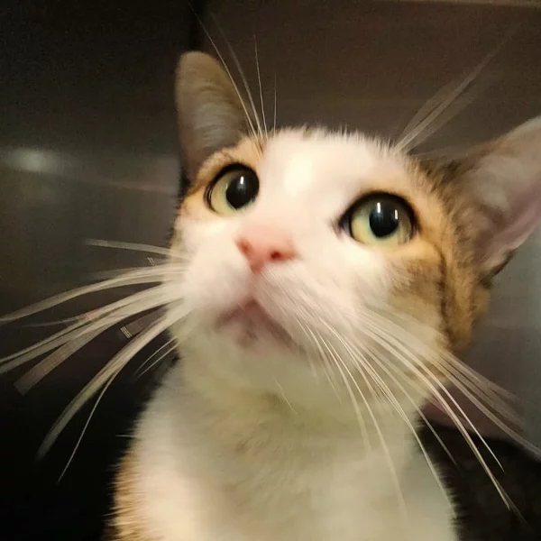 Nos chats, chat recueilli par Les ti'chats