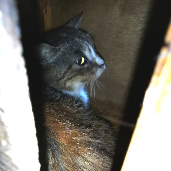 Léna, chat libre stérilisé par Les ti'chats