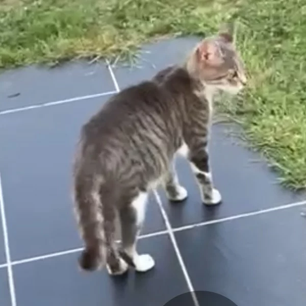 Nos chats, chat recueilli par Les ti'chats