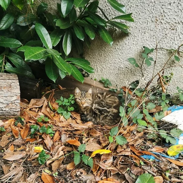 McGonagall, chat libre stérilisé par Les ti'chats