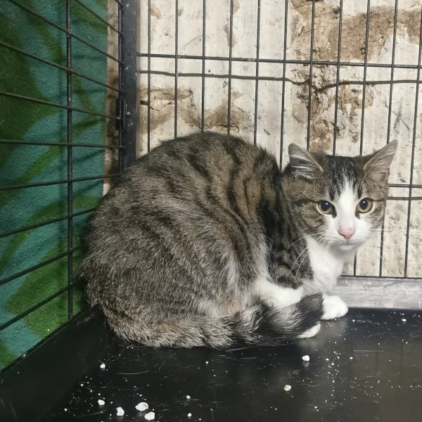 Melox, chat libre stérilisé par Les ti'chats
