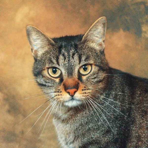 Micky, chat adopté en 2023 grâce aux ti'chats