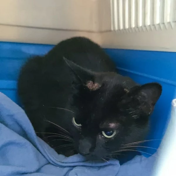 Migna, chat libre stérilisé par Les ti'chats