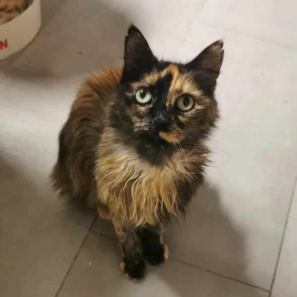 Nos chats, chat recueilli par Les ti'chats