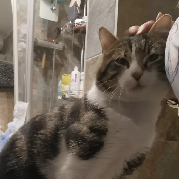 Moncer, chat adopté en 2023 grâce aux ti'chats