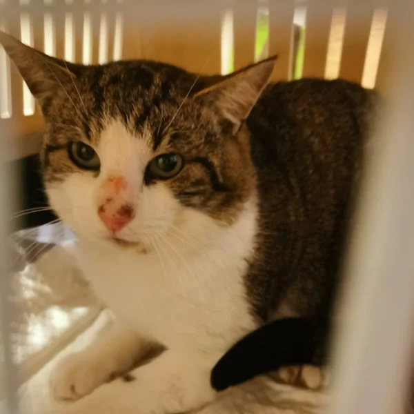Neville, chat libre stérilisé par Les ti'chats