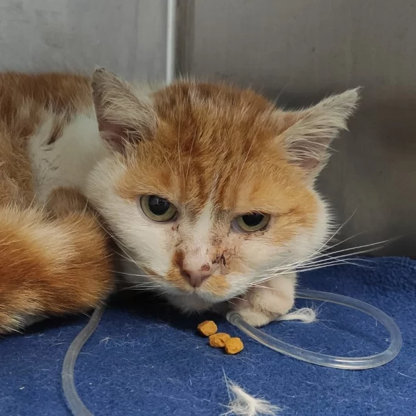 Oasis, chat libre stérilisé par Les ti'chats