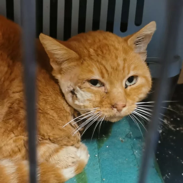 Nos chats, chat recueilli par Les ti'chats