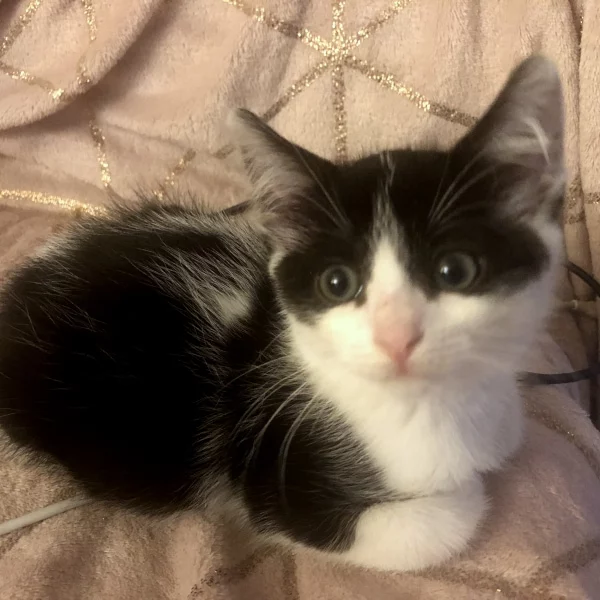 Queeni, chat adopté en 2023 grâce aux ti'chats