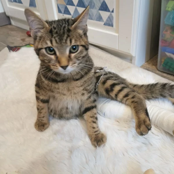 Ridley, chat adopté via Les ti'chats