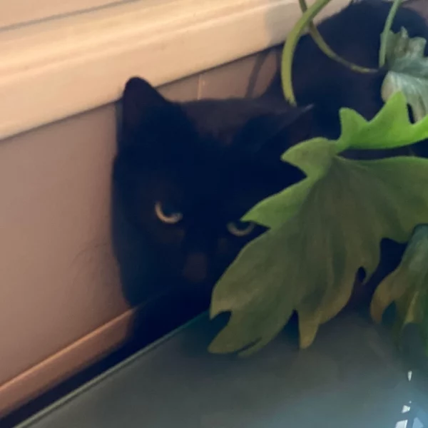 Robin, chat libre stérilisé par Les ti'chats