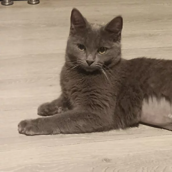 Ruby, chat adopté en 2025 grâce aux ti'chats