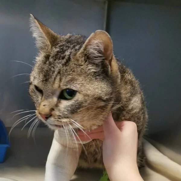 Saké, chat libre stérilisé par Les ti'chats