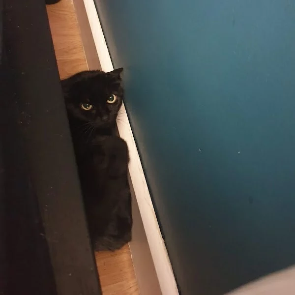 Saki, chat libre stérilisé par Les ti'chats