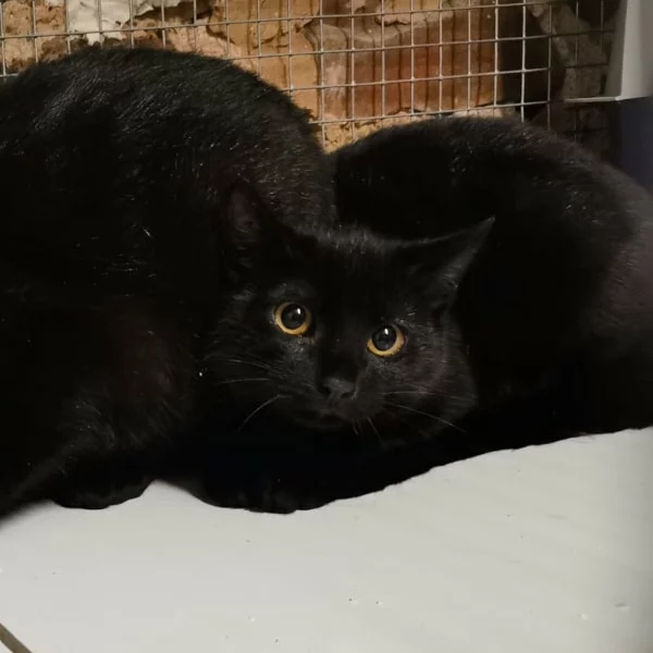 Salem, chat libre stérilisé par Les ti'chats