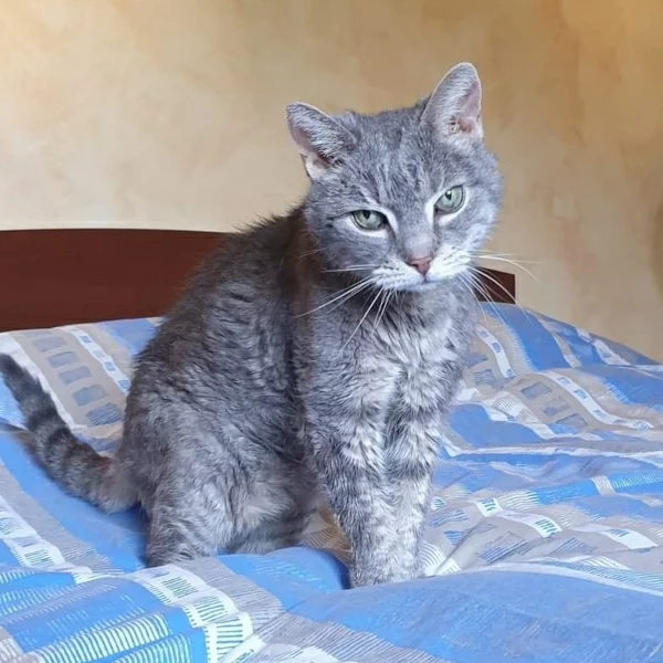 Nos chats, chat recueilli par Les ti'chats