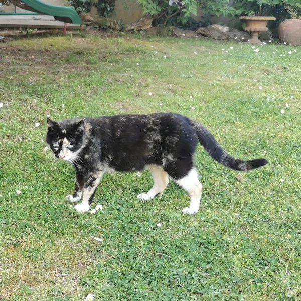 Séli, chat libre stérilisé par Les ti'chats