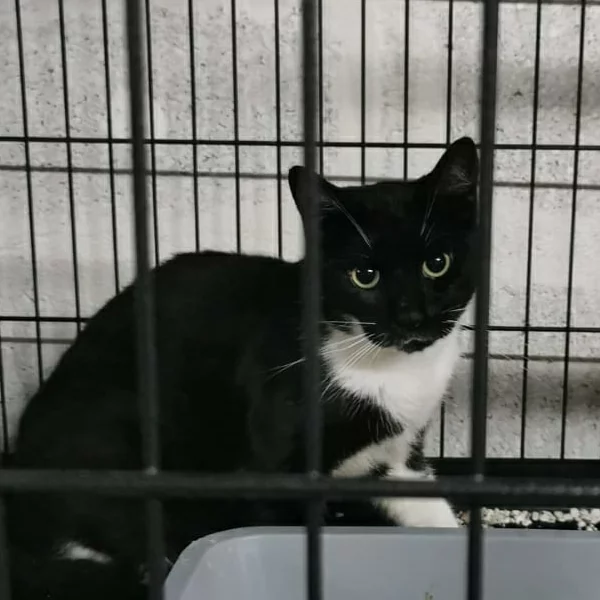 Seny, chat libre stérilisé par Les ti'chats