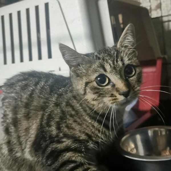 Shota, chat libre stérilisé par Les ti'chats