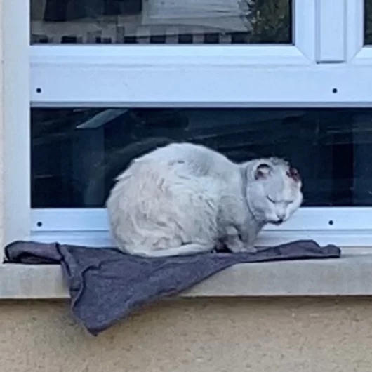 Snowbell, chat libre stérilisé par Les ti'chats
