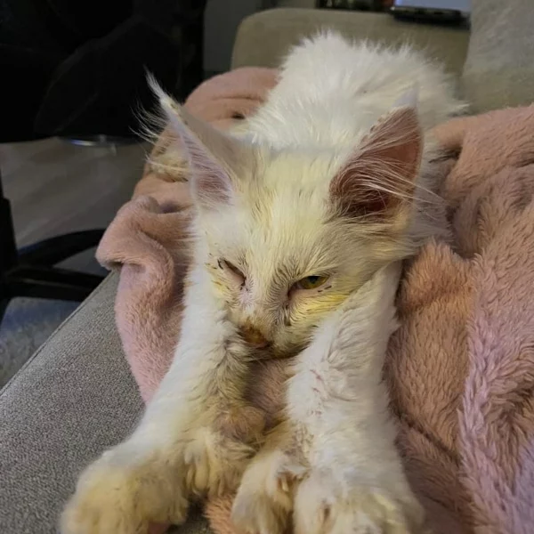 Surya, chat adopté en 2023 grâce aux ti'chats
