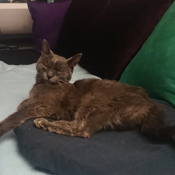 Nos chats, chat recueilli par Les ti'chats