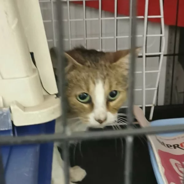 Tigrou, chat libre stérilisé par Les ti'chats