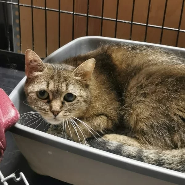 Utopia, chat libre stérilisé par Les ti'chats