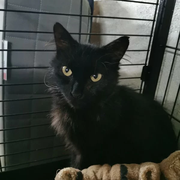 Vaïna, chat libre stérilisé par Les ti'chats