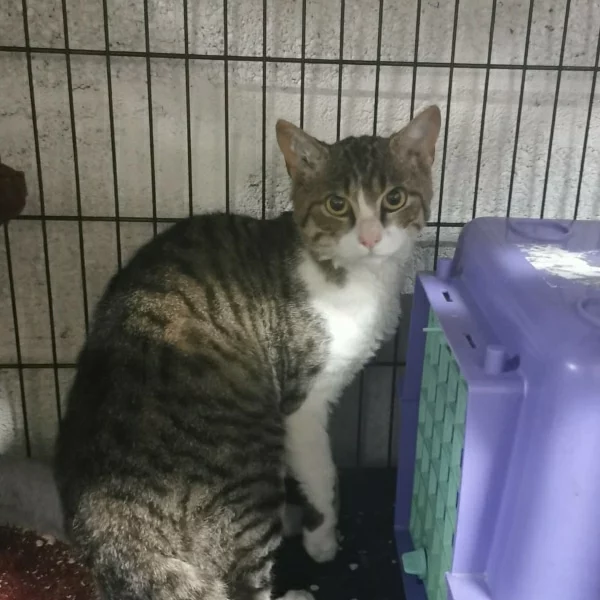 Vénus, chat libre stérilisé par Les ti'chats